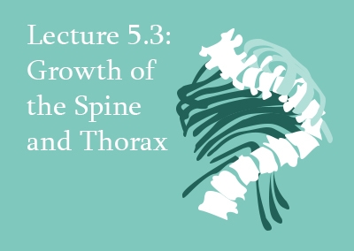 5.3 Growth of the Spine and Thorax